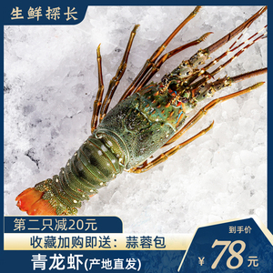 东山特大青龙虾海鲜水产冷冻小龙虾深海波士顿龙虾海捕鲜活大龙虾