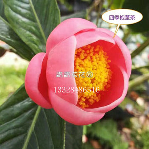 四季茶花苗越南抱茎海棠茶花品种花卉盆栽产地直销人气包邮