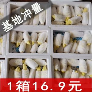 试吃体验新鲜蔬菜金玉兰菜芽球菊苣低脂轻食素食菜沙拉西餐食材