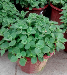 碰碰香盆栽芳香植物一抹香一摸香驱蚊小盆栽绿植香草盆栽带泥发货