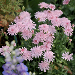 粉色蒲公英种子阳台室内春季秋季盆栽易播花园花境好养活花卉种子