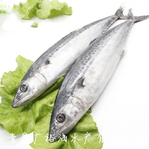 青岛广裕海 春鲅鱼2到3斤每条海捕新鲜野生马鲛鱼一斤价两斤起拍