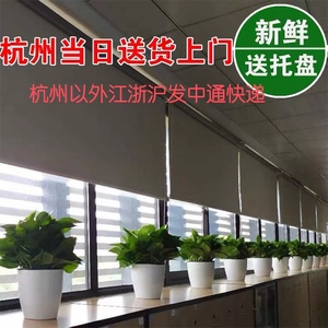 杭州同城大绿萝吸除甲醛盆栽室内净化空气长藤绿箩植物水培办公室