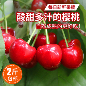北京本地樱桃 现摘美早大樱桃酸甜多汁 自然成熟 车厘子水果