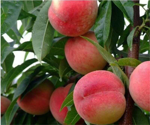 桃树 桃树苗 山桃苗红不软，水蜜桃，油桃、秋桃 供应一年以上