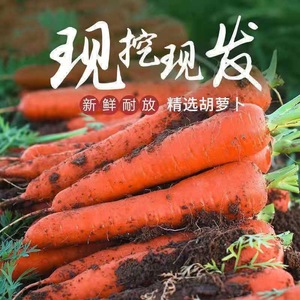 新鲜胡萝卜蔬菜农家自种现挖红皮萝卜红萝卜限秒