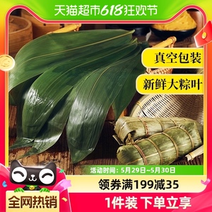 包邮粽叶新鲜号粽子叶箬竹叶包粽子的叶子100片干棕叶端午节
