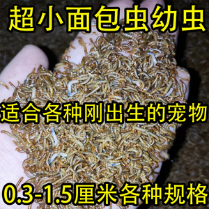 开口虫小面包虫0.3厘米1.5厘米小虫子黄粉虫活体蜘蛛守宫石蛙蝎子