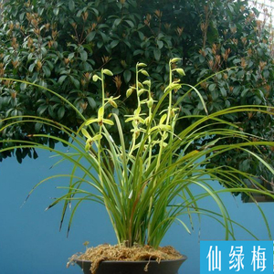 浓香型花卉绿植兰花盆栽蕙兰老八种仙绿梅容易发草开花姿态优美