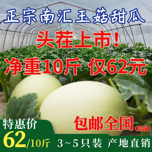 正宗上海南汇玉菇甜瓜10斤装青皮绿肉瓜当季大团水果软糯鲜甜