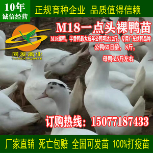 （20只起订）骡鸭M18/半番鸭 北京白鸭 樱桃谷鸭白番鸭假西洋