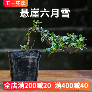 水陆缸造景植物悬崖六月雪小叶小苗俯石盆景室内办公桌趣味小盆栽