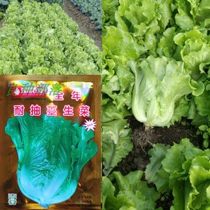 包邮 四季生菜种子10克发芽率高容易种植家庭种植蔬菜种子耐抽苔