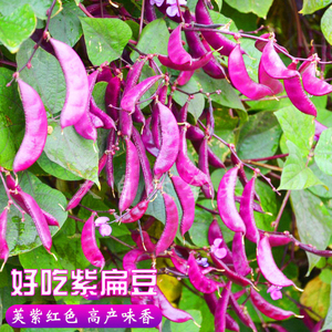 紫扁豆种子紫眉豆紫红色早熟豆种冬季春秋芸四季豆籽盆栽蔬菜种孑