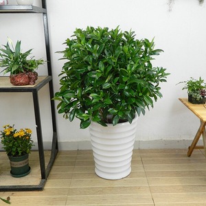 成都非洲茉莉 绿色植物盆栽 家居室内好养易活 净化改善空气花卉