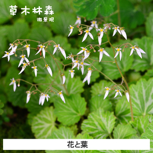 虎耳草 日本山野草吸水石假山植物附石装饰 室内桌面盆栽花卉绿植