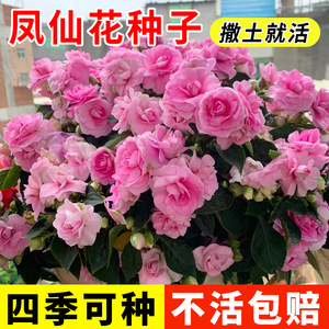 重瓣茶花凤仙花种子盆栽阳台庭院开花风仙花种籽指甲草指甲花种孑