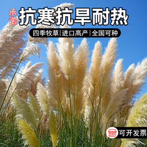 芦苇种子狗尾巴种籽护坡固土草绿化植物水生小灌木四季常青多年生