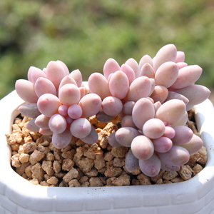 婴儿手指 多头群生小老桩精控 粉色果冻色多肉植物 多肉植物盆栽