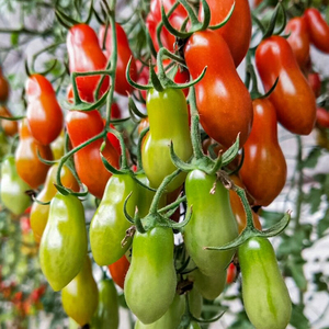 花生柿子种子超甜圣女果樱桃番茄种籽孑阳台四季盆栽秧苗菜苗菜籽