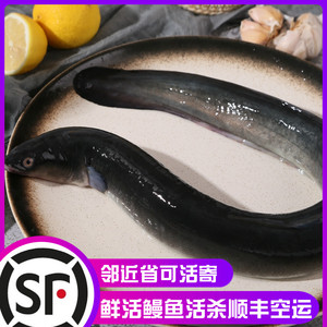福建鳗鱼鲜活整条帮杀新鲜水产商用可白烧蒲烧鳗鱼河鳗鲡顺丰包邮