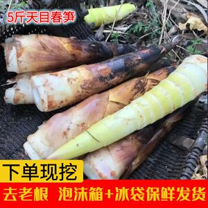 临安天目山春笋新鲜现挖雷笋竹笋鲜笋孵笋农家蔬菜