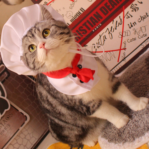 美味情缘小厨神帽子围脖宠物变身装狗狗猫咪厨师服拍照猫服装可爱