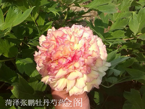 金阁，牡丹，菏泽张鹏，正宗千层重瓣盆栽庭院绿植木本花卉