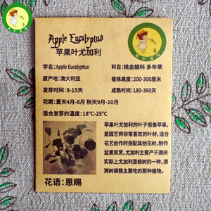 苹果叶尤加利种子 圆叶切花 Apple Eucalyptus多年生桉树盆栽种籽