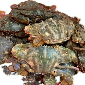 2斤鲜活石头蟹野生赤甲红蟹海蟹花盖蟹石蟹5-8只/斤