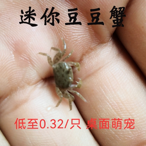 迷你豆豆蟹钓鱼饵料活体宠物桌面观赏治愈观赏吃土螃蟹海水淡水