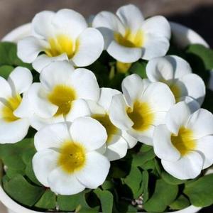 白芙蓉 Oxalis Purpurea White 秋植酢浆草球根种球 无影迹人