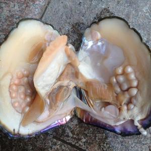 包邮鲜活珍珠母蚌    海螺贝壳海星    DIY手工自己开 可以取珍珠