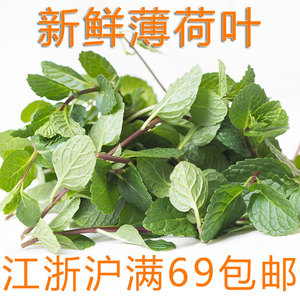 薄荷叶新鲜食用卜荷叶 留兰香 Mint leaves 泡水 调酒 佐菜装盘