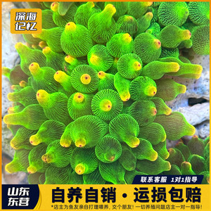 [直供价]奶嘴海葵荧光绿粉紫点特殊雪花海缸海水观赏小丑鱼共生