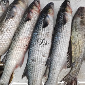 舟山新鲜鲜活鲻鱼脂鱼子鱼乌鱼500G （2-3斤/条）海水产