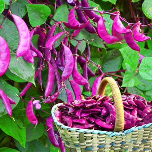 红扁豆种子紫红色眉豆高产早熟种籽四季播种冬季春秋芸豆四季豆