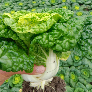 黄心乌塌菜种籽卷心菊小白菜蔬菜乌塔种孑子春季阳台盆栽四季播冬