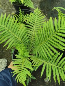 小椿日和荚果蕨半阴喜湿观叶植物庭院阳台大型绿植盆栽多年生绿植