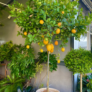 广东香水柠檬树带果盆栽客厅阳台绿植花果可食用小清新花园树苗