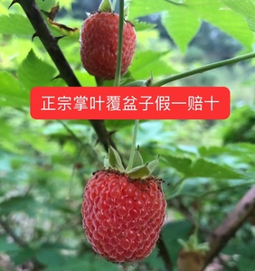 掌叶覆盆子树苗五叶覆盆子七叶覆盆子红树莓刺泡自种自销盆栽