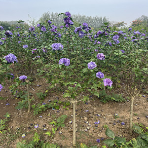 蓝色大木槿花苗蓝莓冰沙夏秋开花阳台庭院别墅花期长风景花木树苗