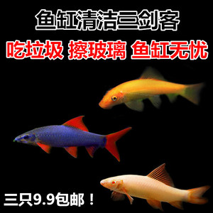 清苔鼠金苔鼠鱼热带观赏鱼清道夫鼠鱼鱼缸除藻鱼清洁鱼活体工具鱼