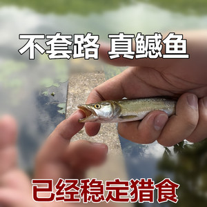 【猛鱼出没】鳡鱼 淡水水老虎 冷水鱼 原生鱼 吃小鱼的鱼 老虎鱼