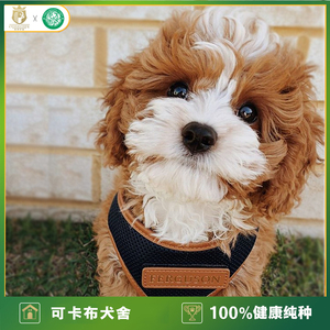 美国可卡布犬美卡小型幼犬纯正血统幼崽宠物狗狗活体北京实体犬舍_阿里巴巴找货神器