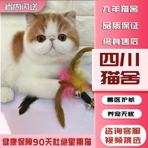 【四川猫舍】加菲猫纯种幼崽曼基康矮脚猫短腿小猫咪宠物活小奶猫