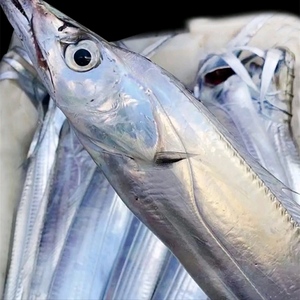 5斤带鱼东海吊带新鲜冷冻海鲜水产大号带鱼刀鱼单条500克-700克