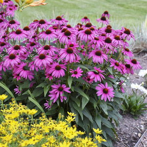 草原紫色松果菊种子紫锥花种籽子庭院室外多年生耐寒耐旱贫瘠耐热
