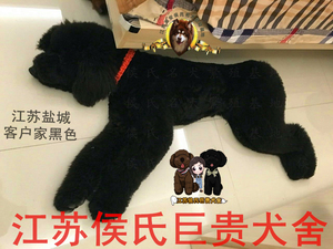 江苏侯氏巨贵犬舍 黑色巨型泰迪巨型贵宾幼犬巨贵宝宝活体