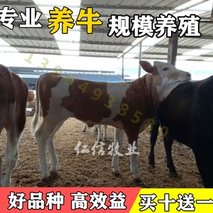西门塔尔牛活牛犊出售小牛苗肉牛仔活体鲁西黄牛广西种牛养殖技术